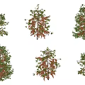 Various Arbor Trees With Green Foliage And Red Blooms For Landscape