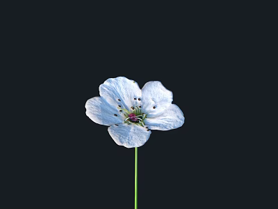 White Flower with Blue Tint Petals Dark Stamens and Green Stem on Black Background 3d model