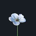 White Flower with Blue Tint Petals Dark Stamens and Green Stem on Black Background