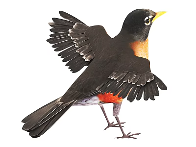 Robin Bird With Black Head Yellow Beak Orange Chest Spreading Wings Standing 3d model