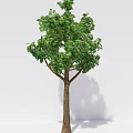 Two Trees With Green Leaves Brown Trunks And Shadows Against White Background 3d model
