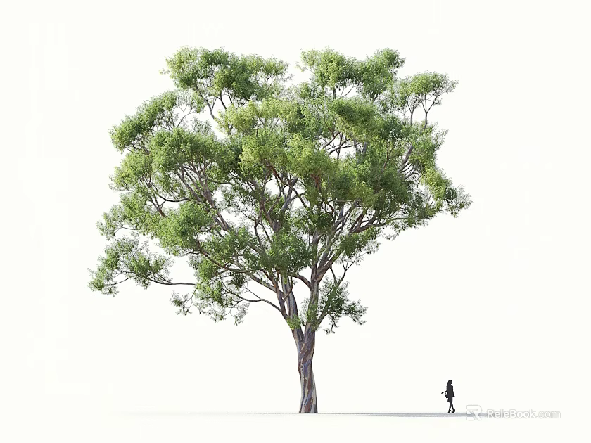 Lush Green Tree With Dense Foliage And Brown Trunk Standing On White Background With Person 3d model 