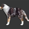 Australian Shepherd Dog With Brown White Black Spots Standing On Dark Background With Reflection