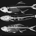 Medical Device 3D Fish Bone Skeletal Models for Anatomical Research and Study
