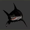 Realistic 3D Shark with Open Mouth Sharp Teeth and Black White Body on Dark Background