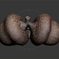 Close Up Of Two Brown Textured Acorns On Dark Surface With Reflection 3d model