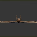 Modern Butterfly Colored Butterfly Tabby Butterfly Leaf Butterfly 3d model