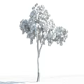 Tall Deciduous Tree With Green Hanging Foliage And White Trunk Against Blue Sky