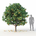 Garden Accent Vibrant Orange Tree Bearing Ripe Fruits And Lush Green Leaves