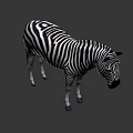 Detailed Realistic Zebra With Black And White Stripes Standing In Studio