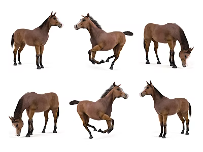 Brown Horses Displaying Various Poses From Standing To Running On White Background 3d model