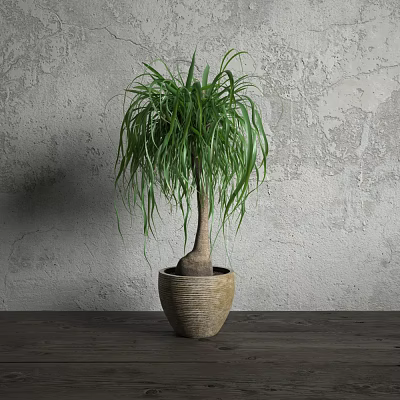Bonsai Potted Plant With Long Drooping Green Leaves In Textured Terracotta Pot On Wooden Table 3d model