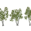 Tall Arbor Trees With Green Leaves And White Trunks In Natural Landscape