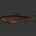 Realistic Brown Swimming Fish With Shiny Scales And Streamlined Body Shape