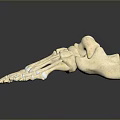Medical Device Human Foot Bone Model For Anatomical Teaching Featuring Detailed Structure 3d model