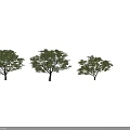 Three Trees with Green Leaves and Brown Trunks against Black Background 3d model