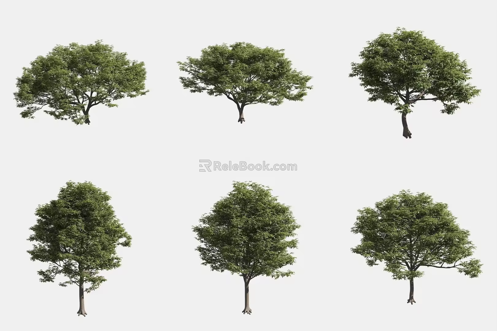 Hackberry 3d model