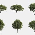 Hackberry 3d model