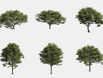 Hackberry 3d model