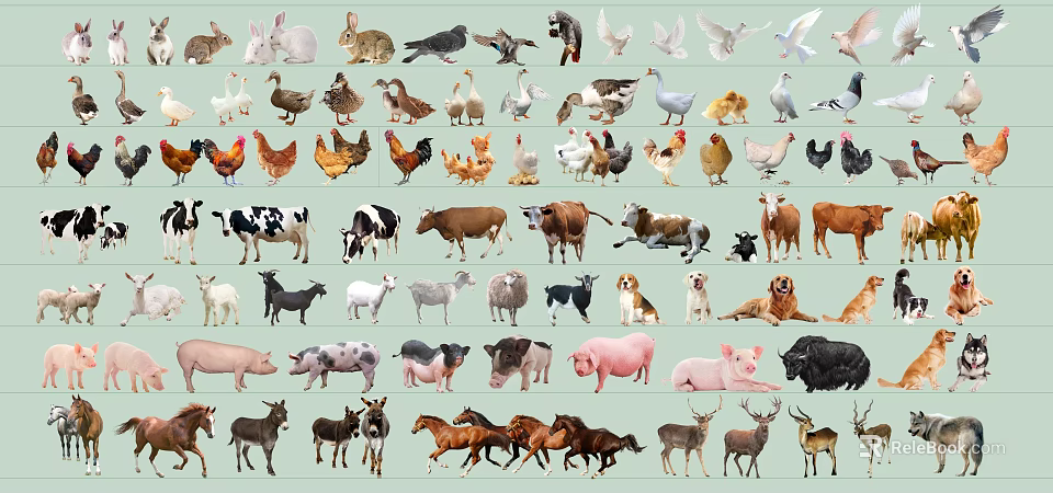 Colorful Reptile Collection Featuring Snakes Lizards And Turtles In Natural Habitat 3d model 