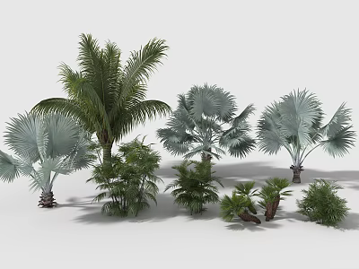 Different Types of Tropical Trees Featuring Green Foliage And Fan Shaped Leaves 3d model
