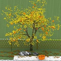 Garden Fruit Tree Orchard Persimmon Tree Landscape Tree Point View Tree Courtyard Landscape 3d model