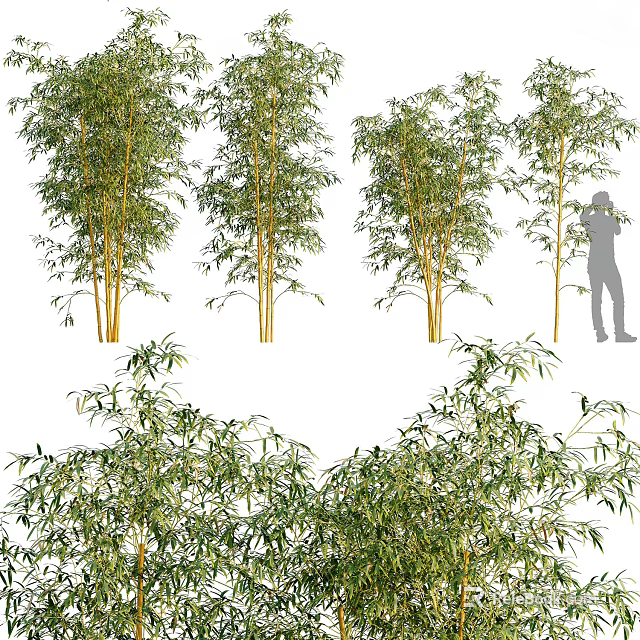 Tall Bamboo Plants With Green Leaves Close Up Details And Human Figure For Scale 3d model 
