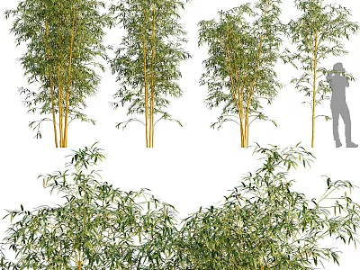 Tall Bamboo Plants With Green Leaves Close Up Details And Human Figure For Scale 3d model