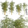 Tall Bamboo Plants With Green Leaves Close Up Details And Human Figure For Scale