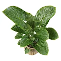 Lush Green Potted Plant With Large Leaves In Woven Basket Home Decor