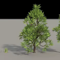 Lush Green Trees With Foliage Brown Trunks And Surrounding Grass 3d model