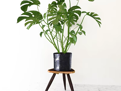 Lush Green Monstera Potted Plant in Black Pot on Wooden Stool with White Background 3d model