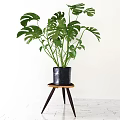 Lush Green Monstera Potted Plant in Black Pot on Wooden Stool with White Background