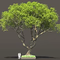 Tall Green Tree With Dense Foliage Brown Trunk And People At Base