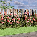 Wooden Garden Fence Adorned With Pink Roses And Green Grass Under Blue Sky
