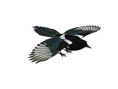 Next generation magpie flying bird flying bird gray magpie mountain magpie blue magpie sparrow bird kingfisher animation flying animation 20163679 3d model