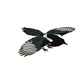 Next generation magpie flying bird flying bird gray magpie mountain magpie blue magpie sparrow bird kingfisher animation flying animation 20163679 3d model