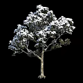 Three Arbor Trees With Lush Foliage And Clear Trunks On Black Background 3d model