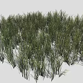Green Herbaceous Grass Plants With Lush Various Heights In Natural Growth On White Background
