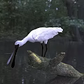 White Egret Standing On A Tree Branch In Water With Green Forest Background