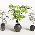 Three Bamboo Bonsai Potted Plants in Black Pots on White Background