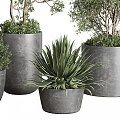 Different Types of Potted Trees and Shrubs in Gray Planters with Green Foliage