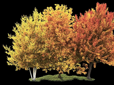 Vibrant Autumn Trees With Yellow Orange Red Foliage Isolated On Black 3d model