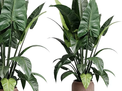 Garden Decor Featuring Lush Green Plants With Large Leaves In Ceramic Pots For Home Garden 3d model