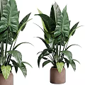 Garden Decor Featuring Lush Green Plants With Large Leaves In Ceramic Pots For Home Garden