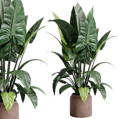 Garden Decor Featuring Lush Green Plants With Large Leaves In Ceramic Pots For Home Garden 3d model