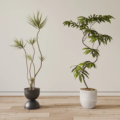 Potted Plants With Slender And Broad Leaves In Black Metallic And White Ceramic Pots 3d model