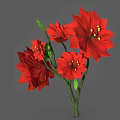 Vibrant Poinsettia Plant Displaying Red Blooms Green Leaves and Strong Stems