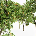 Lush Arbor Trees With Green Leaves And Orange Fruits On White Background