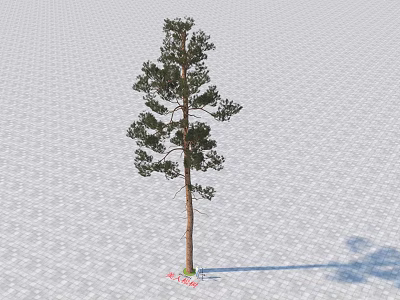 Modern Beauty Pine Beauty Pine Plants 3d model